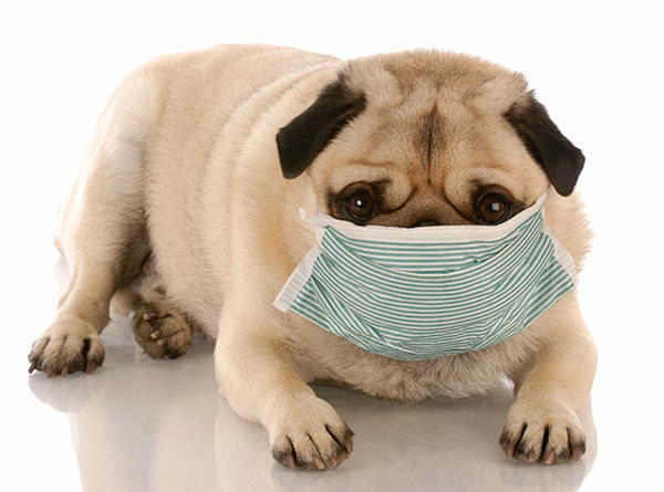 Dog Germs Diversify, May Threaten Humans with Flu Pandemics