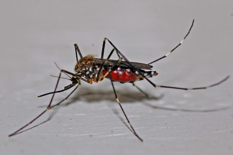 Sorely Needed Dengue Vaccine Gets a Boost from Immune Profiling