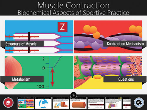 Muscle Contraction