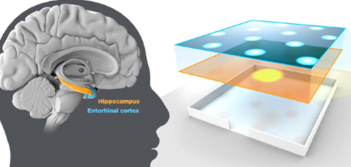 Nobel Awarded for Discovery of Brain’s Internal GPS