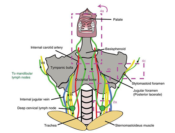 Scheme demonstrating the outflow routes in the deep cervical region. (Green) Lymphatic vessels with black arrows indicating direction of flow; (yellow) cranial nerves; (red) arteries; (blue) veins. [Nature Communications 8:1434