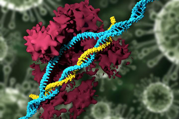 CRISPR Carrying Nanoparticles