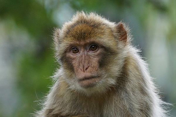 COVID-19 Reinfection Not a Concern, Monkey Study Suggests