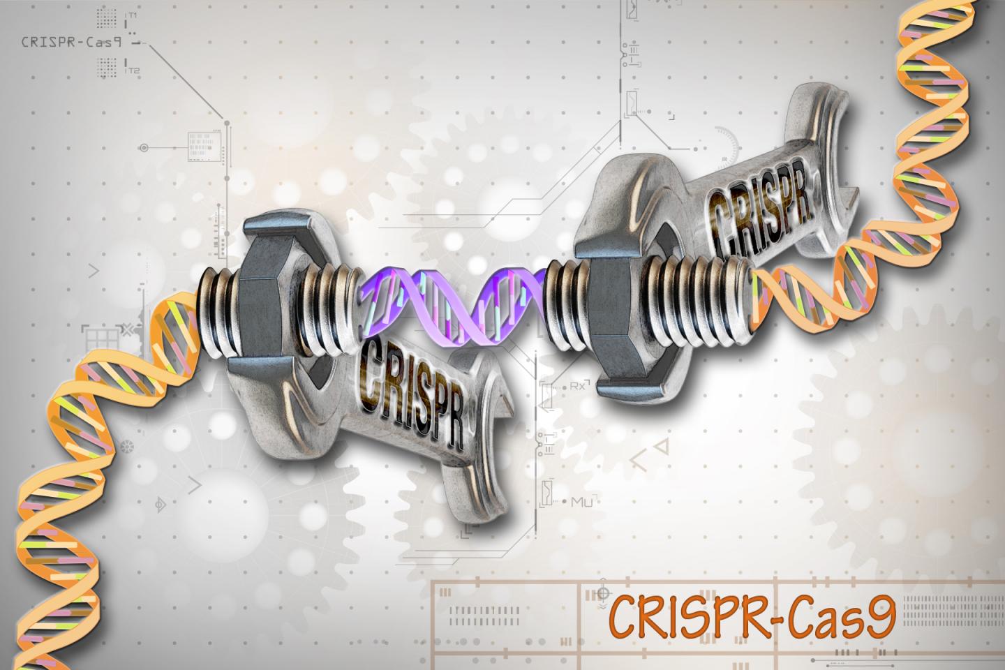 This image depicts a conventional CRISPR-Cas9 system. The Cas9 enzyme acts like a wrench, and specific RNA guides act as different socket heads. Conventional CRISPR-Cas9 systems act continuously, raising the risk of off-target effects. But CRISPR-Cas9 systems that incorporate specially engineered RNAs could act transiently, potentially reducing unwanted changes. [Ernesto del Aguila III, NHGRI]