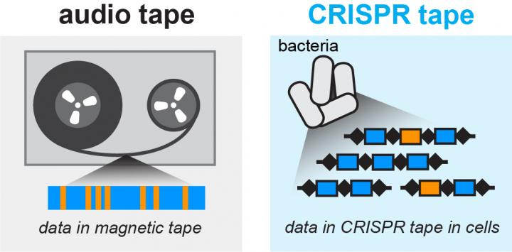 Audio signals can be stored in a magnetic tape medium. Similarly the microscopic data recorder stores biological signals into a CRISPR tape in bacteria. [Wang Lab/Columbia University Medical Center]