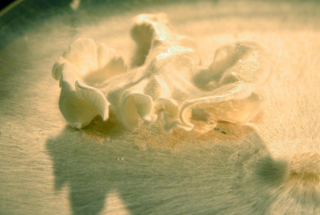Fruiting bodies from the mushroom <i>Clitopilus passeckerianus</i> generated in the laboratory. [University of Bristol]