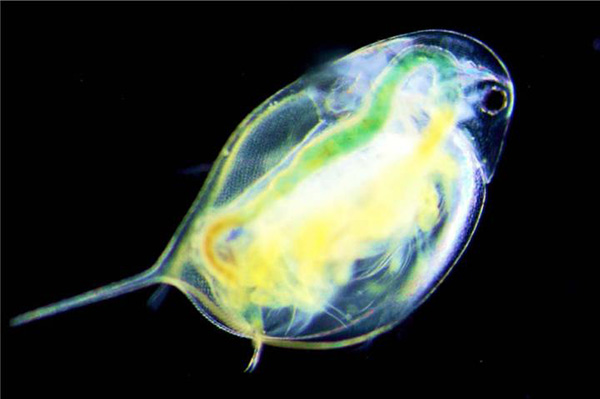 Adaptation to salt disrupts Circadian function in <i>Daphnia</i> zooplankton. [Rensselaer]