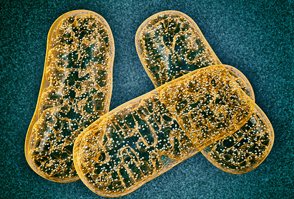 Mitochondria Inherited from Mother Can Influence Offspring’s Risk of Common Diseases