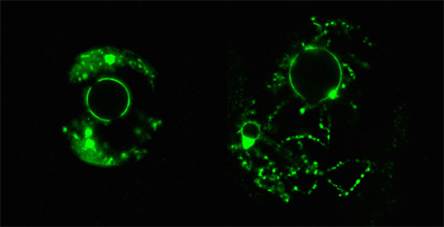 Deleting the gene for a histone chaperone leads to increased DNA accessibility in mouse oocytes. Left: An unaltered oocyte shows normal condensed chromatin (concentrated areas of green staining). Right: A cell lacking the chaperone shows dispersed chromatin. [Buhe Nashun, MRC Clinical Sciences Centre]