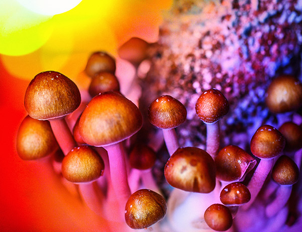 Psychedelic Compound in “Magic Mushrooms” Prompts Growth of Neural Connections Lost in Depression