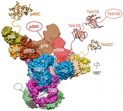 Hi-Res Structure of Aging and Cancer Enzyme Comes into View