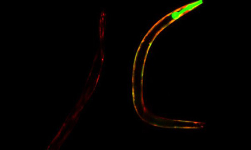 Studies using worm and mouse models of a neurodegenerative disease indicate that the coenzyme NAD+ can help extend life and postpone aging processes by facilitating DNA repair and the culling of poorly functioning mitochondria. [Image courtesy of University of Copenhagen The Faculty of Health and Medical Sciences]