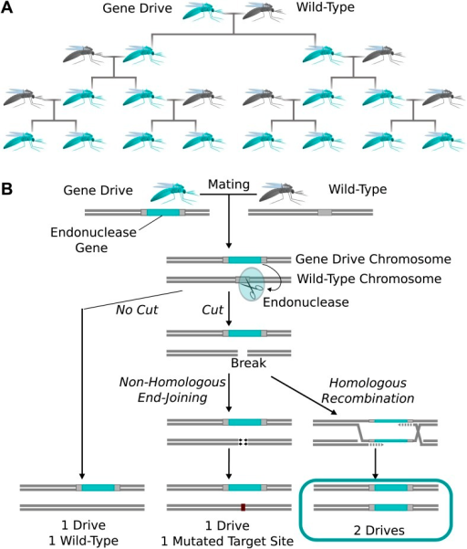 An example of the use of gene drive in a mosquito population. [DOI:http://dx.doi.org/10.7554/eLife.03401.002]