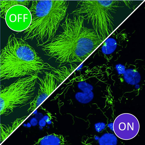 In cells incubated with photostatins in the dark (OFF), microtubules (green) and nuclei (blue) are unaffected. However, exposure to blue light (ON) prompts disintegration of the microtubules, which leads to cell death. [Dirk Trauner/LMU]