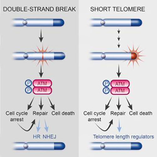 New Enzyme Discovered for Sustaining Telomere Length