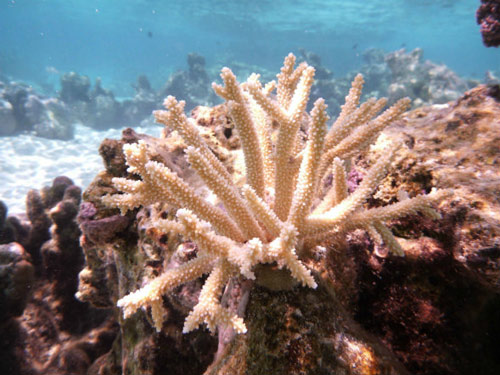 Humans and Corals are Closer than You Think