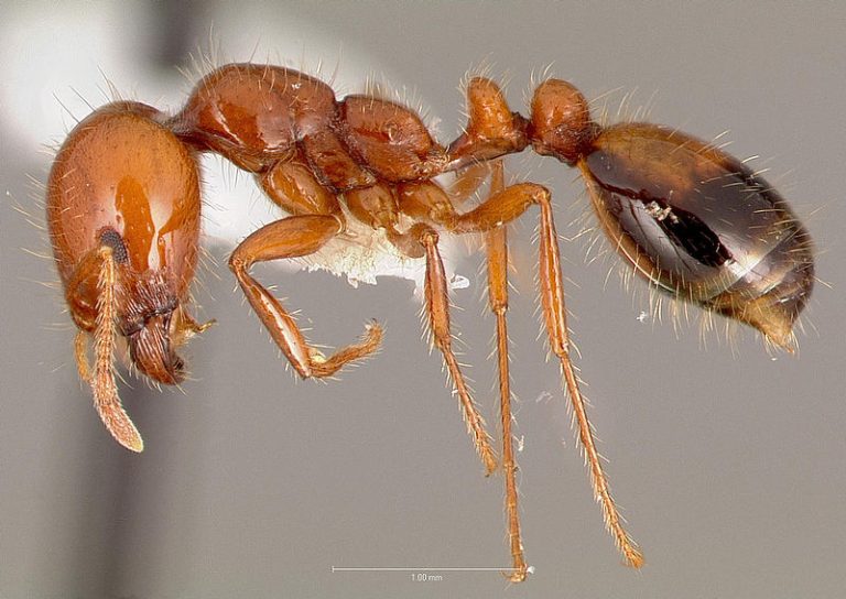 Fire Ant Venom Toxin Analogs Improve Psoriasis in Mice