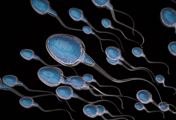 Path to Sperm Success Illuminated by Discovery of Male Fertility Gene