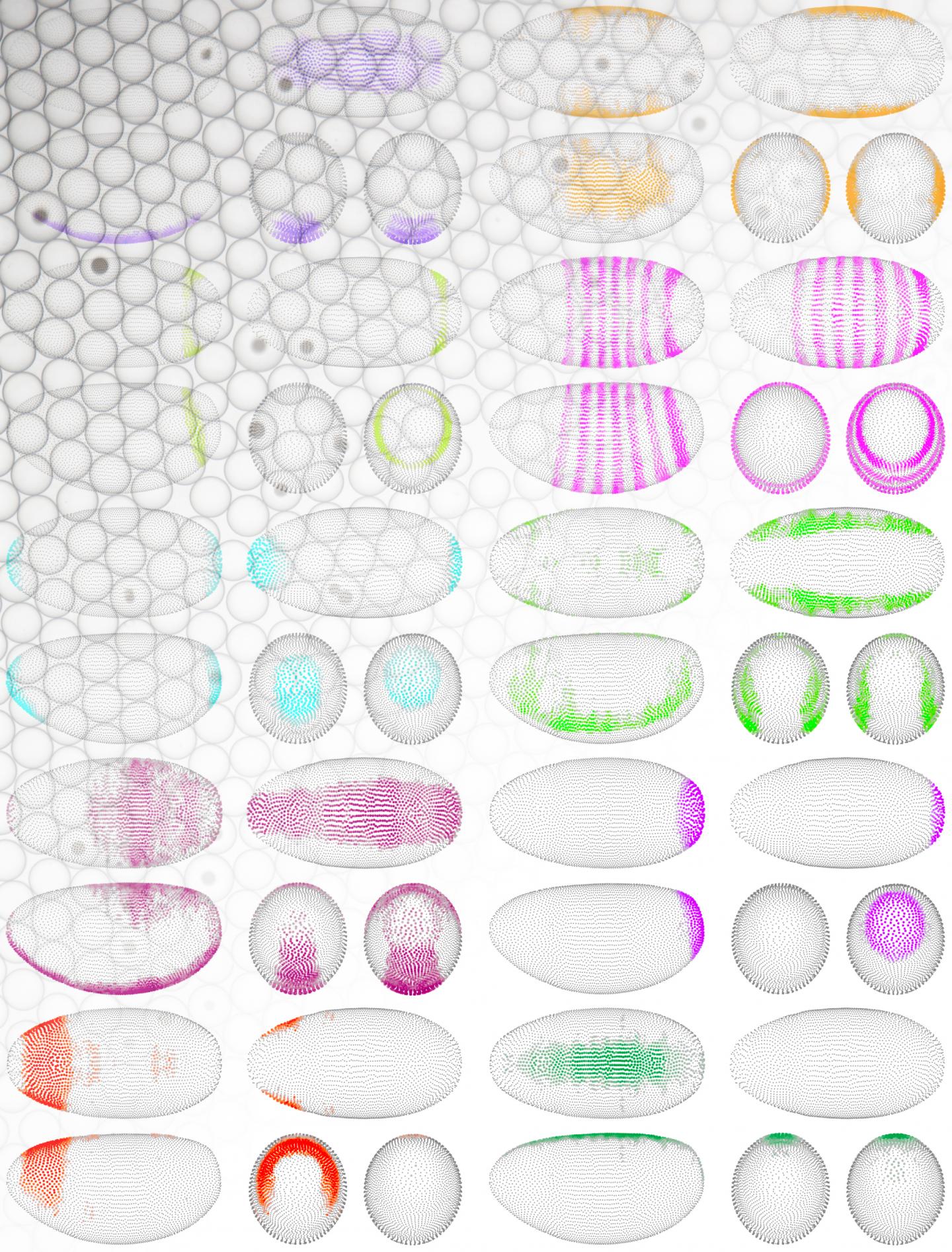 What cells express what genes where in the embryo? The virtual embryo, an online tool, offers researchers an easy way to explore the transcriptome of the stage 6 fruit-fly embryo at the single-cell level. The expression of different genes is marked in different colors. [Drosophila Virtual Expression eXplorer/BIMSB at the MDC]