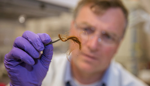 A 250-year-old archaeological hair sample is shown here as it is being prepared for proteome analysis. According to a new study, protein markers from hair may be used for human identification. [Julie Russell/LLNL]
