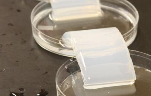 SCs were embedded in a gelatin-like hydrogel bathed in an electrolyte solution.[UC San Diego/Daniel Kane]