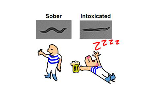 A sober worm versus an intoxicated worm