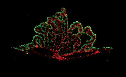 Immunofluorescence microscope image of the choroid plexus. Epithelial cells are in green