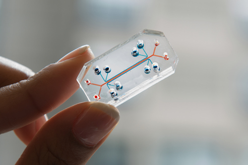 An Organ-on-a-Chip is a cell culture device about the size of a computer memory stick that contains hollow channels lined by living cells and tissues. [Credit: Harvard's Wyss Institute]