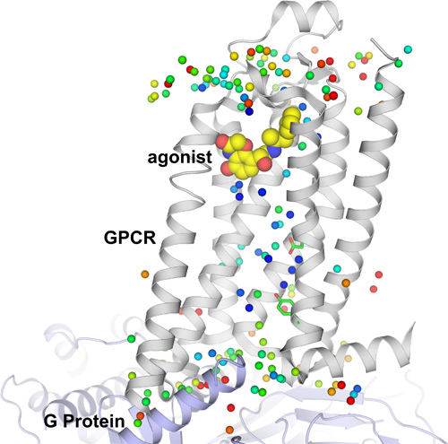 Molecular dynamics simulations reveal that during GPCR activation