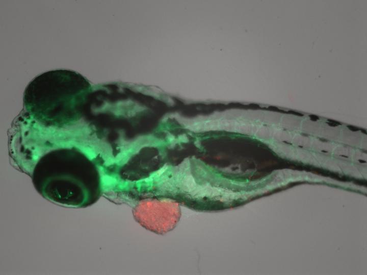 Pictured: A Zebrafish with a tumor from a cancer patient (in red). [Source: Rita Fior/CCU]
