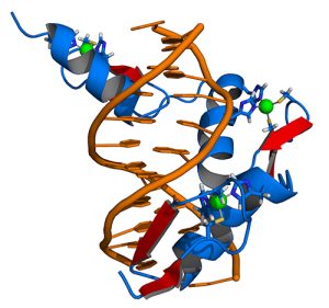 Zinc finger DNA complex