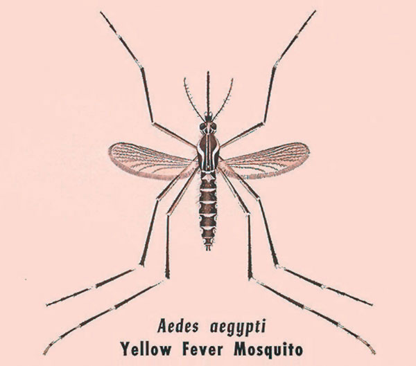 Researchers have uncovered a critical role for a new immune signaling pathway in controlling infection by the yellow fever virus,  which is spread by mosquitoes. [CDC]