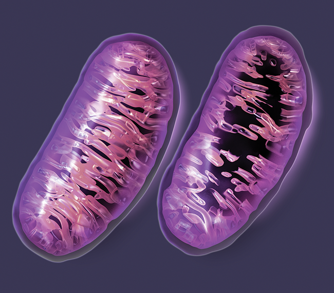 The Role of Mitochondria in Metastatic Cancer