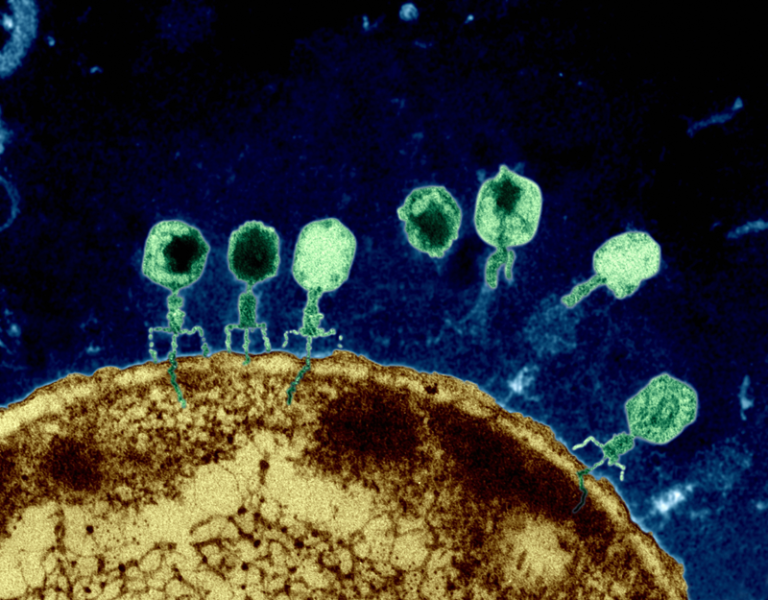 Resistant Superbugs Meet Natural Foe in Phage Therapy