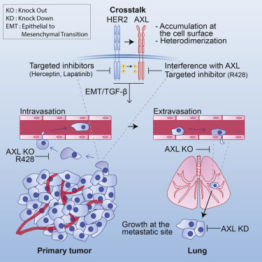 Metastasis is responsible for the majority of breast cancer deaths. Goyette et al. report that AXL is expressed in HER2+ human tumors that acquire aggressive features. Blockade of AXL in mice decreases metastasis. These results suggest that co-targeting AXL and HER2 may limit the metastatic progression of HER2+ breast cancer. [Goyette et al., 2018, Cell Reports 23, 1476–1490]