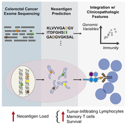 Through whole-exome sequencing of colorectal tumors, researchers were able to identify additional driver genes that correlate high neoantigen load with increased lymphocytic infiltration and improved survival. [Giannakis et al., 2016, Cell Reports 15, 1–9]