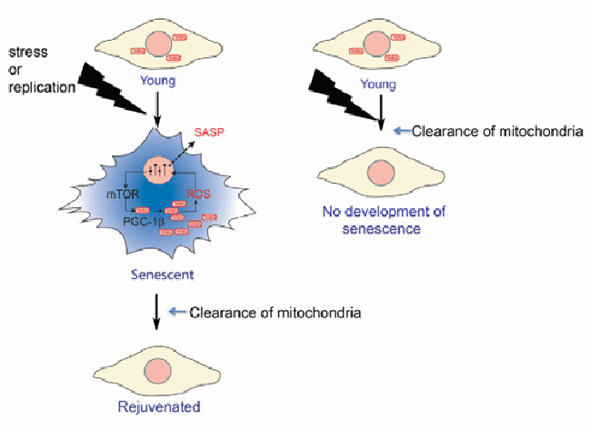 Cellular senescence serves as an important anticancer growth arrest mechanism, but also contributes to aging. This new study shows that mitochondria are necessary for the pro-inflammatory phenotype during senescence and that senescence can be induced by mitochondrial biogenesis. [EMBO J. February 2016 e201592862]