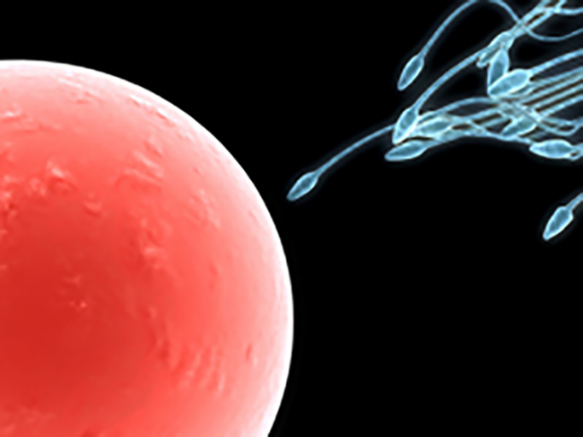 Researchers find switch that triggers the sperm cell power stroke