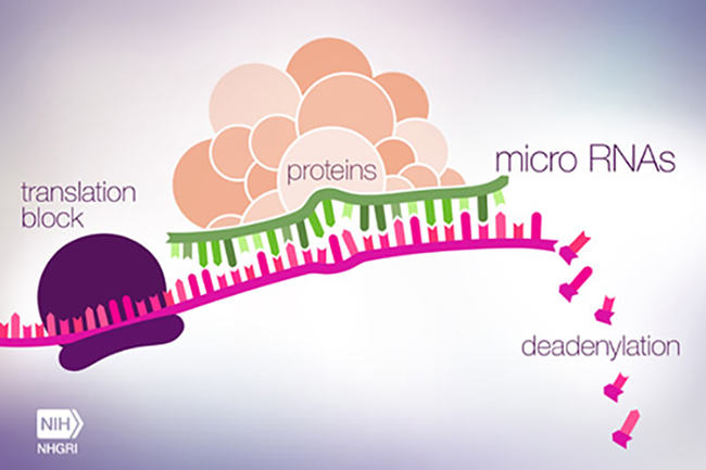 Generalized gene regulation mechanisms of miRNAs. [NIH]
