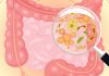Gut Microbiota Protect against Viral Infections by Keeping the Immune System Alert