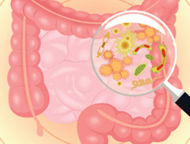 Gut Microbiota Protect against Viral Infections by Keeping the Immune  System Alert