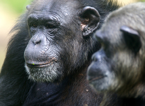 Care for Chimpanzees Retired from Research Use and Deciding Endangered Classification Key to Policy Changes