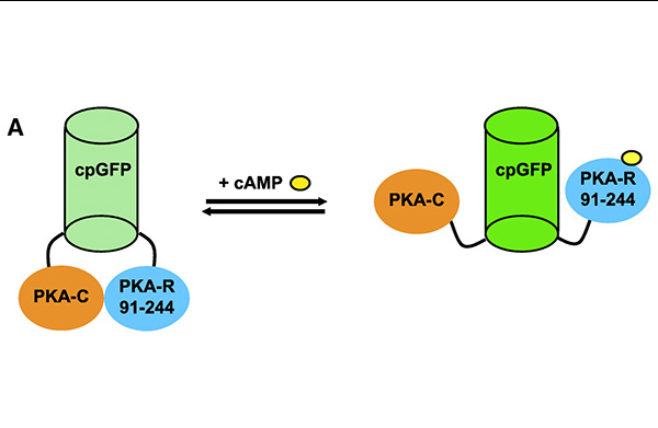 Literature Review: A Circularly Permuted Gfp for Cyclic Amp