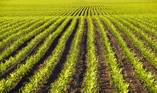 GMO Rider: 'Monsanto Protection' or 'Farmer Sustainability'?