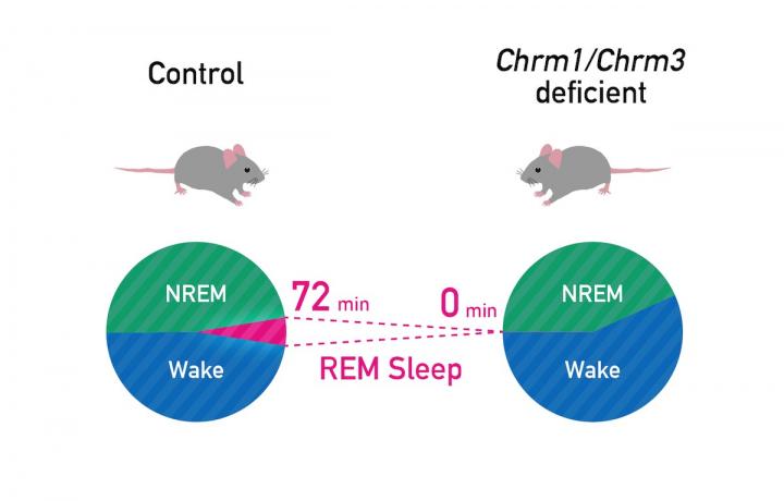 <i>Chrm1</i>/<i>Chrm3</i> knockout mice exhibit complete loss of REM sleep. [RIKEN]” /><br />
<span class=
