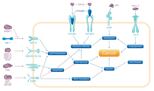 Multiplex Immunoassay for Analyzing Cancer Processes