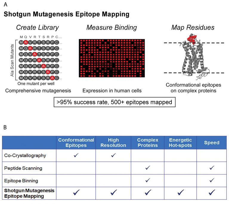 Using Epitope Mapping to Derive More Value from mAbs