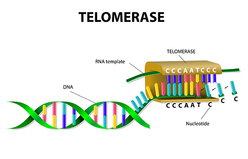 Telomeres Rule