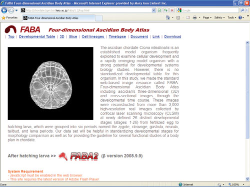FABA: Four-dimensional Ascidian Body Atlas