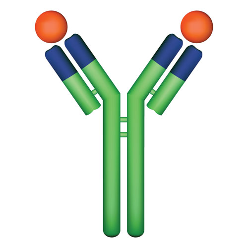 Research Antibody Reproducibility